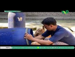 Peternak Kambing Cross Boer Blitar Banjir Pesanan Jelang Idul Adha