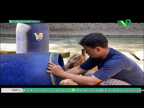 Peternak Kambing Cross Boer Blitar Banjir Pesanan Jelang Idul Adha